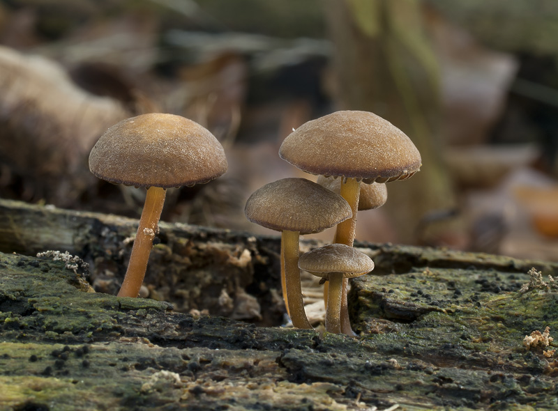 Simocybe centunculus